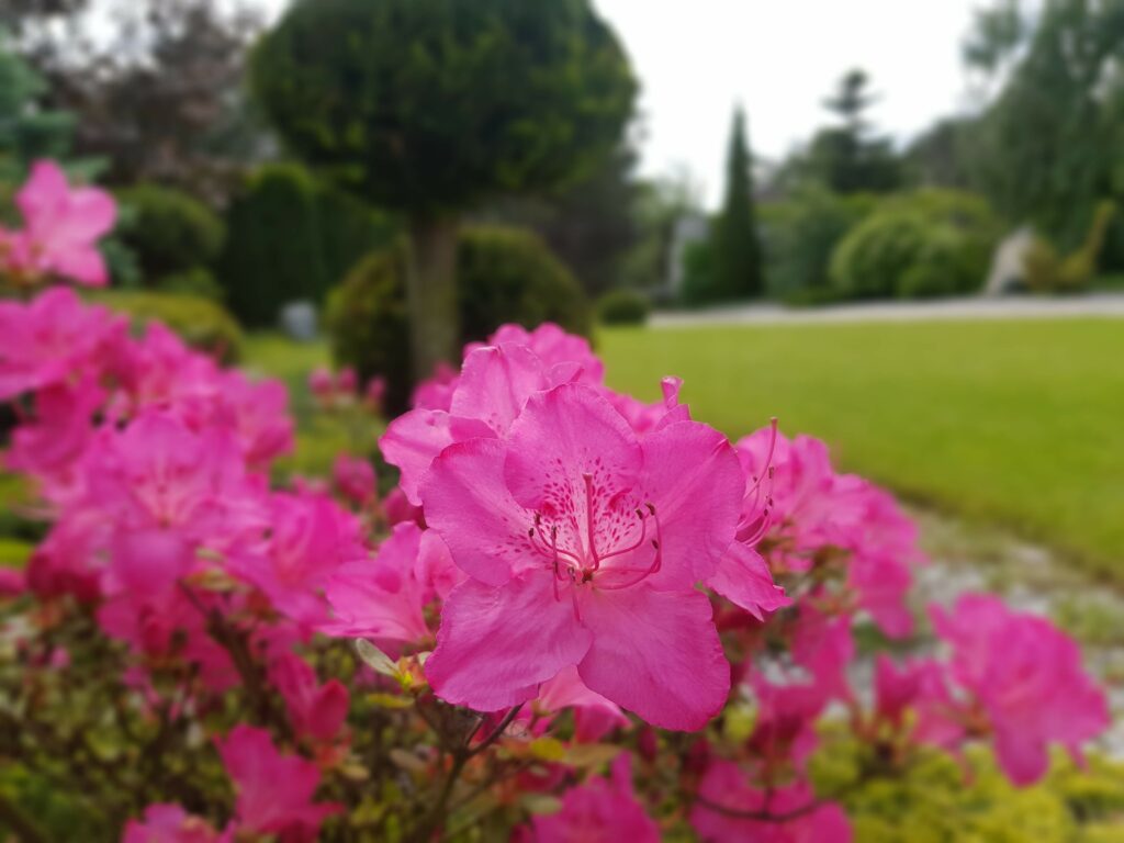 nasze realizacje, ogród naturalistyczny