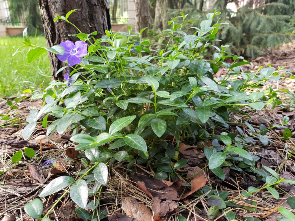 nasze realizacje, ogród w lesie