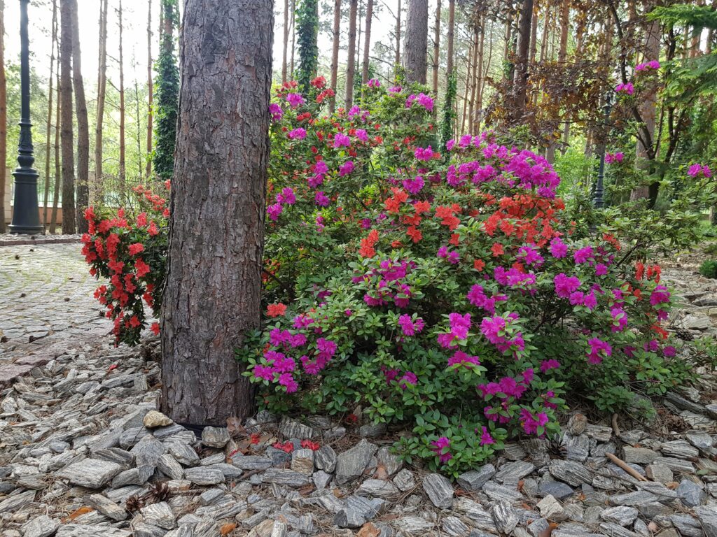 nasze realizacje, ogród w lesie