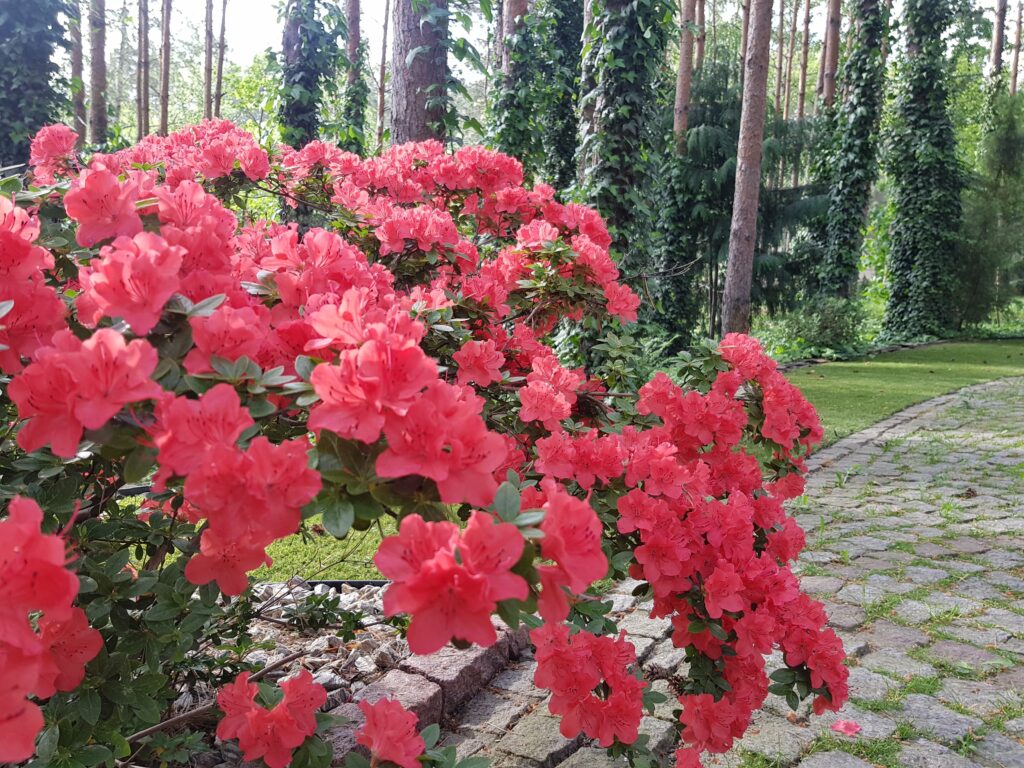 nasze realizacje, ogród w lesie