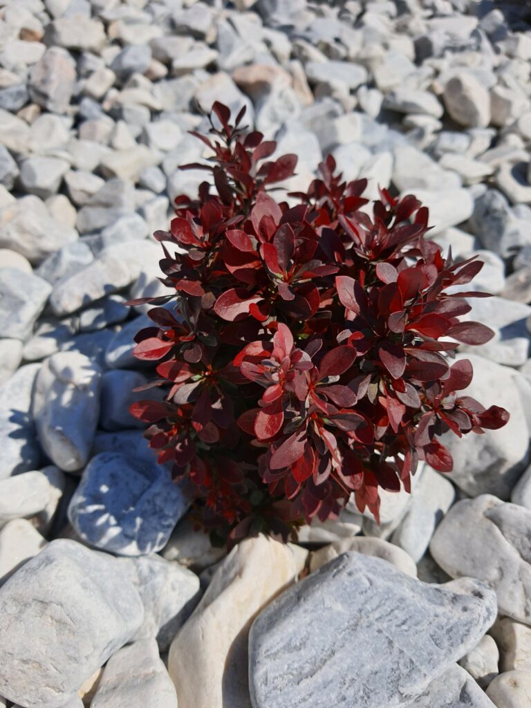 nasze realizacje, ogród japoński