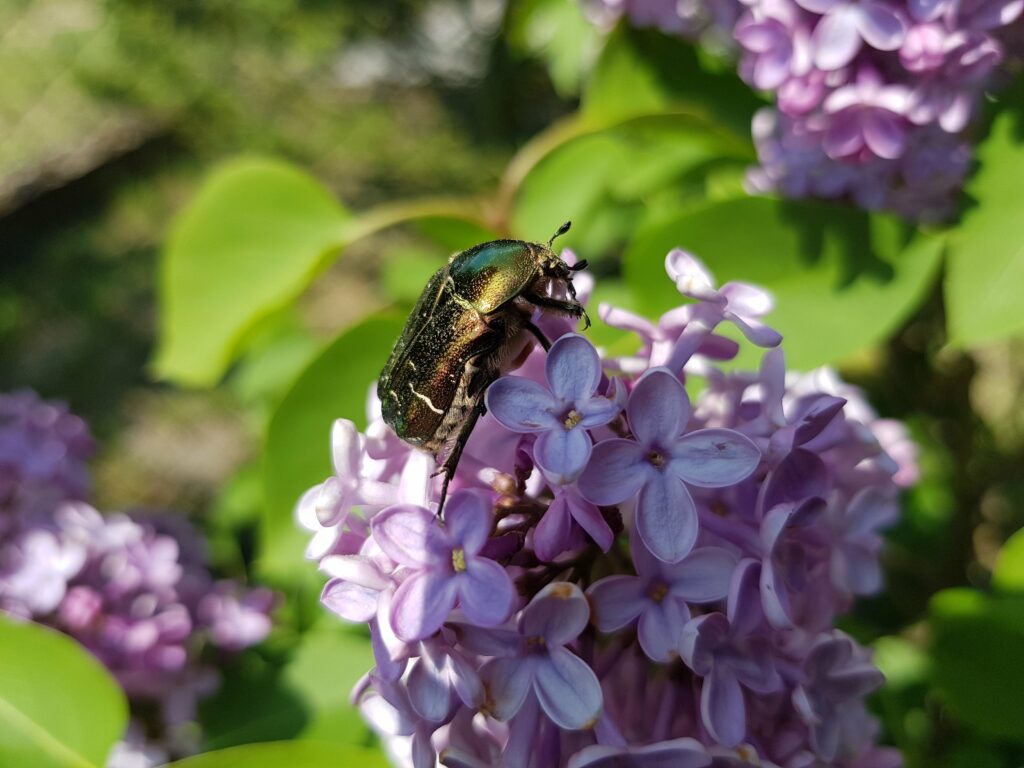 nasze realizacje, ogród naturalistyczny