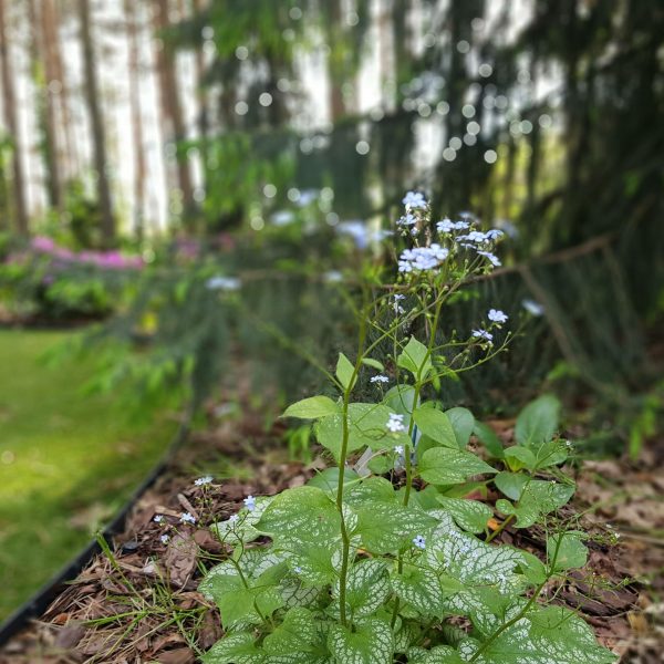 nasze realizacje, ogród w lesie