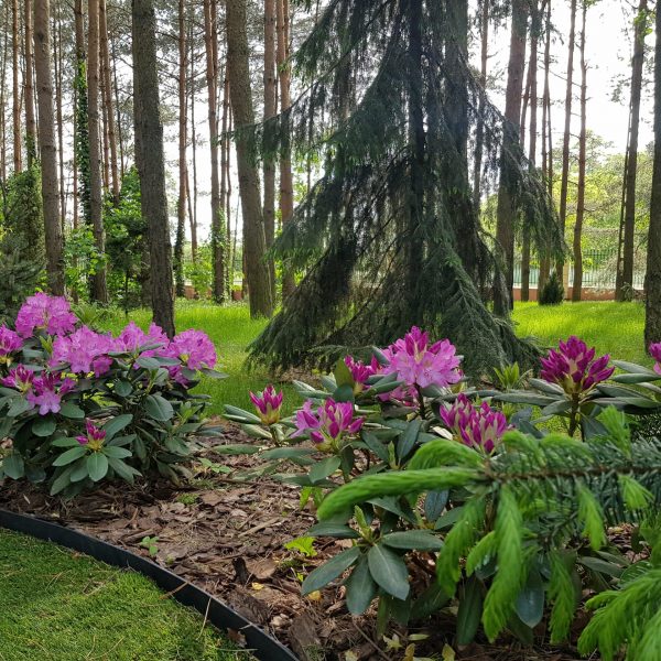 nasze realizacje, ogród w lesie