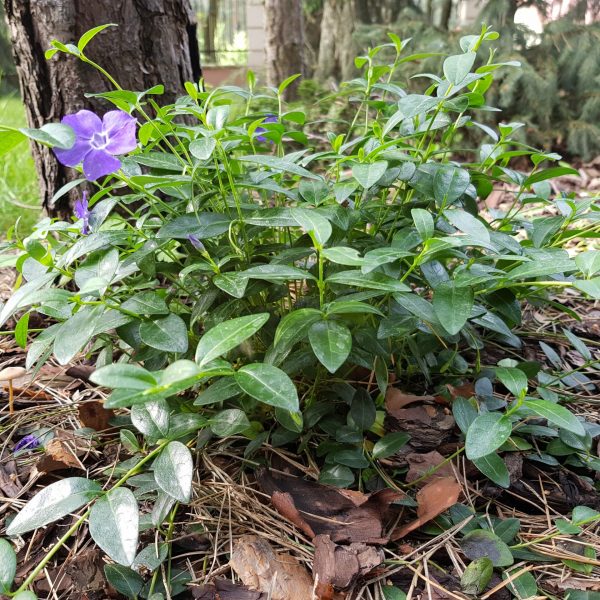 nasze realizacje, ogród w lesie