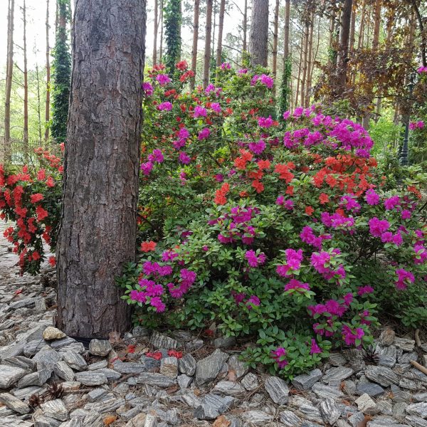 nasze realizacje, ogród w lesie