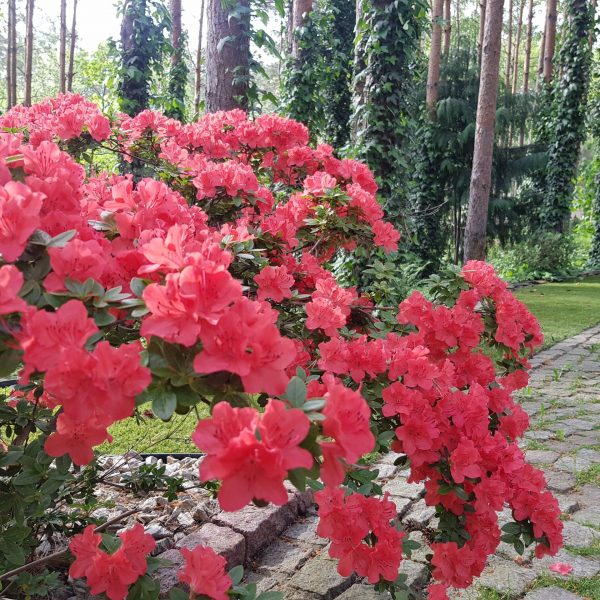 nasze realizacje, ogród w lesie