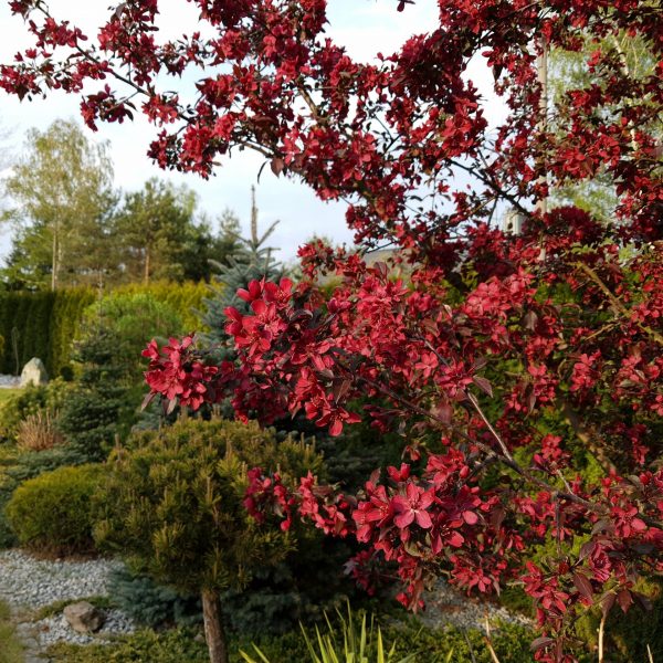 nasze realizacje, ogród naturalistyczny