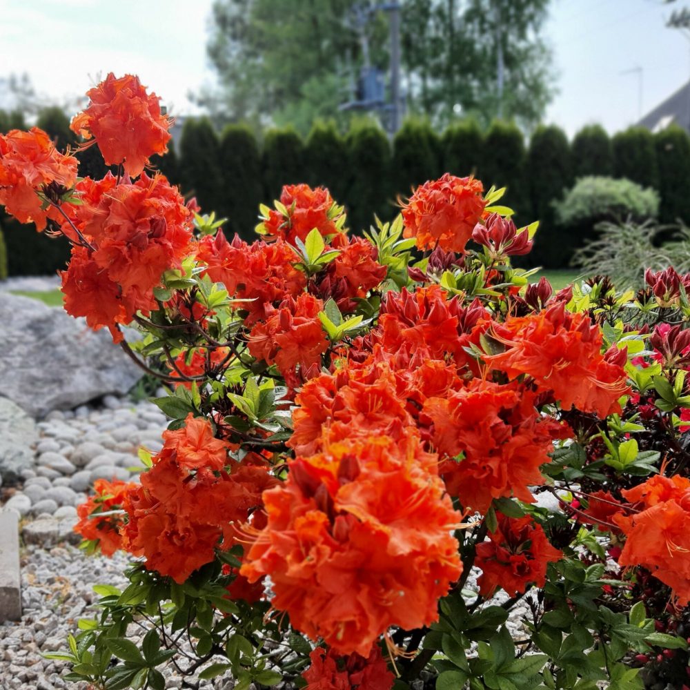 nasze realizacje, ogród naturalistyczny